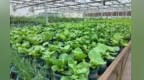 蔬菜带盆卖　兰州新区“移动菜园”解锁农业新业态