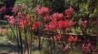 夹河之畔，“彼岸”花开