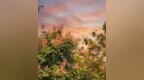 栾树花开、满树芳华，贵溪芗溪公园秋意浓