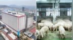 从人形机器人到AI养猪大楼，日媒惊叹中国硬核科创惊艳全球