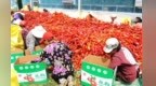 多元农业齐头并进　甘肃泾川金秋沃野好“丰”景