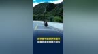 人类悲欢各不相同，骑手被牛追得拼命蹬车，后面队友笑得蹬不动车