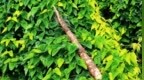 一根道地铁棍山药，为什么要等到霜降采挖？