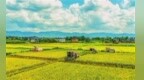 巴渝粮仓“丰”景正好——梁平平坝、山地、浅丘、深丘地貌水稻秋收一线见闻
