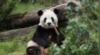 大熊猫“平平”“福双”将赴美，落户亚特兰大动物园
