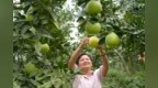 江西分宜：柚果飘香喜丰收（图）
