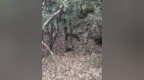 女孩爬黄山遭猴群围攻，打8针疫苗！景区回应