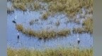 甘肃大夏河湿地候鸟云集