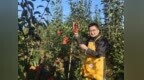 诸葛酥梨，重塑中国北方高端水果新标杆：从火山岩到文化果的时代突围