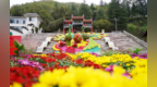 仙洞藏亿年 菊海醉金秋 2026第五届鸡冠洞金秋菊展启幕