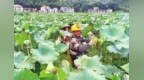 吉安青原区：莲子丰收（图）