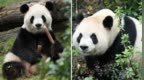 两只大熊猫将落户亚特兰大，美方积极改造场馆迎接
