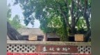 天水春秋古柏2500岁　甘肃还有多少古树藏于山河胜境