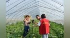 丰收节里“科技范儿”十足——安徽移动淮北分公司数智赋能田间地头