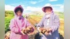 南方品质红薯“扎根”西北土地　这地又添致富路径