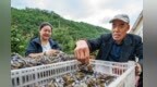 甘肃秦州大闸蟹喜获丰收