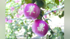 甘肃张家川红花牛为何变“牛”了
