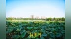 别样秋光，济南大明湖秋分荷正盛