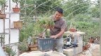 中国石榴之乡——枣庄峄城：小微盆景长成富民“大产业”