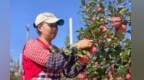 北纬35°的苹果有啥不一样？甘肃泾川收获"九月奇迹"