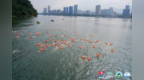 2100余名“泳士”抢渡富春江！桐庐这场赛事太燃了