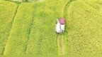 遂川县：收割中稻 颗粒归仓（图）
