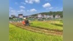 江西泰和：稻飘香收割忙（图）