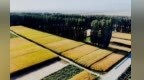 玉米金黄粮谷满仓　甘肃阿克塞“丰”景别样美