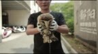 鄱阳一村民捡到长相怪异幼鸟 竟是“国宝”猴面鹰