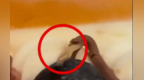 消费者称面包出现蠕动“跳舞”的虫子，山姆回应