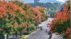 靖安县：花染清秋（图）