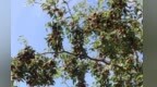 甘肃张掖小枣别样红