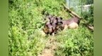 白沙首个！“白沙五脚猪”入选全国名特优新农产品名录