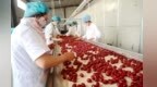 甘肃张掖近9万亩红枣丰收　30余加工产品“食”力了得