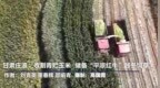 【甘快看】甘肃庄浪：收割青贮玉米　储备“平凉红牛”越冬饲草