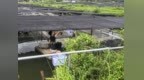 AI新农具进鱼塘：校企携手探索罗非鱼智慧育苗