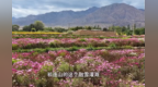 【甘快看】花田探“种”记丨一粒花种　为什么选中酒泉