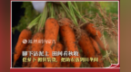 脚下沾泥土  田间看秋收｜挖萝卜、搬筐装货，把助农落到田垄间