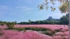 枣庄龟山公园粉黛乱子草进入观赏期