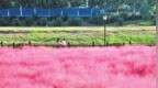 高热度 多场景 暖服务 河南文旅 三朵花开