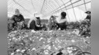 从一粒“芯片”到一根宽粉　探寻甘肃渭源马铃薯产业链