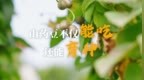山药豆不仅能吃还能“育种”？
