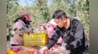甘肃庄浪“果”然精彩：苹果挂枝头　撑起大产业