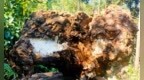 隆回挖出百斤茯苓王
