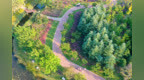 凤凰苑植物园：粉黛乱子草梦幻上线