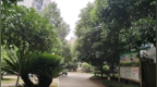 曹政伟：满心桂花开