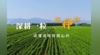 深耕一粒“种”，读懂千年铁棍山药