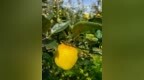 甜度20°+，爽脆咔嚓响！这颗“黄金苹果”在国外贵到只能送礼