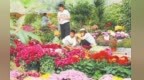 甘肃漳县菊花竞相绽放