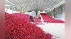 订单辣椒“映红”致富路　甘肃徽县拉开秋日丰收大幕